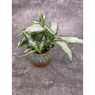 Tradescantia Silver mini