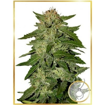 Mr. Hide Seeds Auto White Widow semienka neobsahujú THC 100 ks