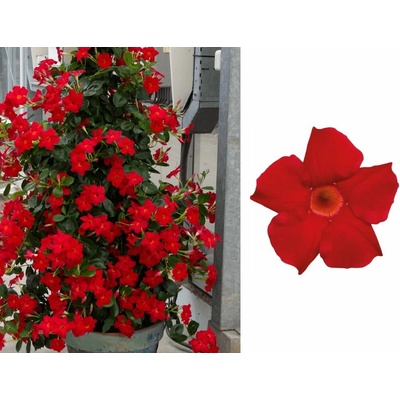 Mandevila Sundaville Classic Early Scarlet