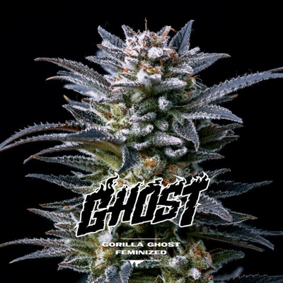 BSF Seeds Gorilla Ghost semienka neobsahujú THC 2 ks