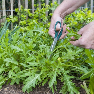Roketa setá Dentelata - Eruca vesicaria - semena rokety - 200ks