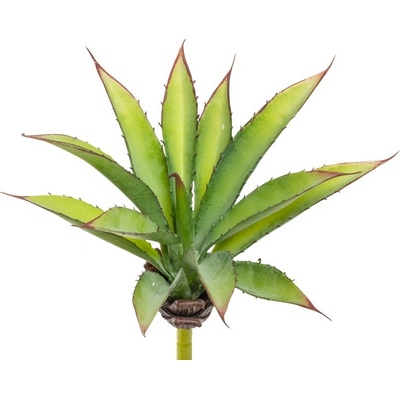 Aloe zelená v25 cm (FB109932800)