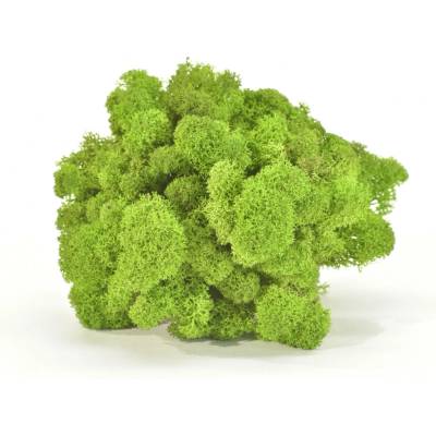 Stabilizovaný LIŠEJNÍK (sobí mech) Canopy | SVĚTLE ZELENÝ | 100 g