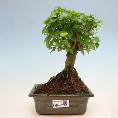 e-bonsai Pokojová bonsai -Ligustrum chinensis - Ptačí zob