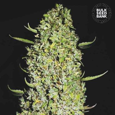 Bulk Seed Bank The Unlimited semena neobsahují THC 10 ks