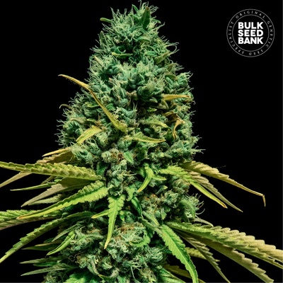 Bulk Seed Bank Hell Bells OG semienka neobsahujú THC 100 ks