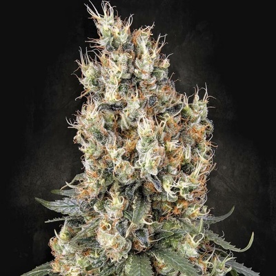 Paradise Seeds Mendocino Skunk semena neobsahují THC 5 ks