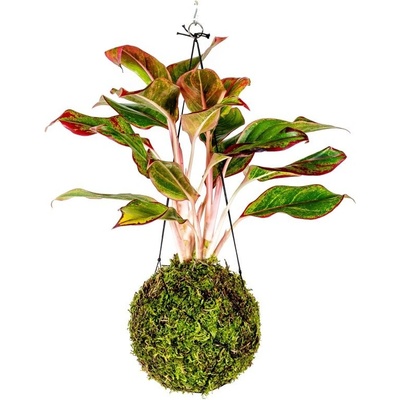 Gardners Kokedama Aglaonema Crete (L) Aglaonema, Spící panna 1 ks