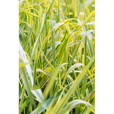 Phalaris arundinacea ARTIC SUN - chrastice rákosovitá