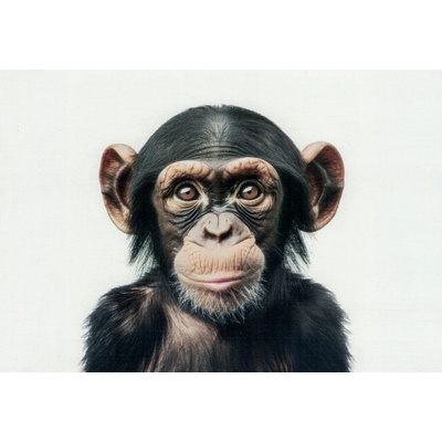 Pohlednice Opice - šimpanz 1 – Hledejceny.cz
