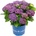 Royalty Collection® Rosie Purple Royalty Collection® Хортензия macrophylla