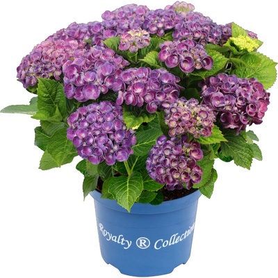 Royalty Collection® Rosie Purple Royalty Collection® Хортензия macrophylla