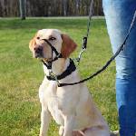 TRIXIE Top Trainer training harness - комплект за обучение, за кучета М- 27см