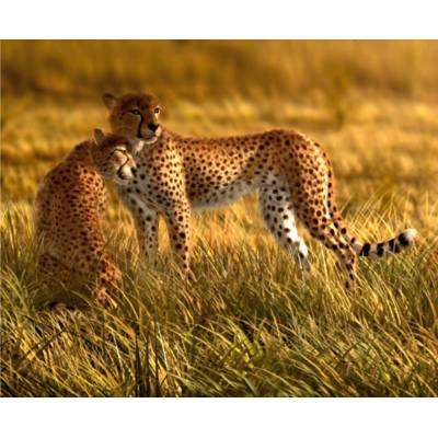 AG Design FTNXXL-0420 vliesová fototapeta Leopard rozměry 360 x 270 cm