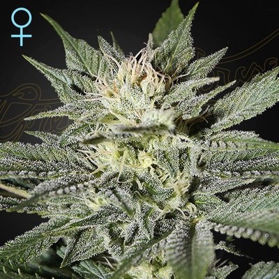 Green House Seeds King´s Kush CBD semena neobsahují THC 5 ks