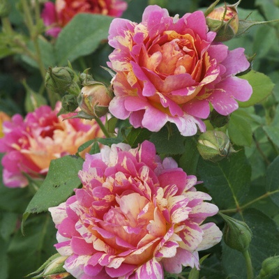 Роза Rose des Cisterciens®