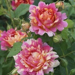 Delbard® Роза Rose des Cisterciens®