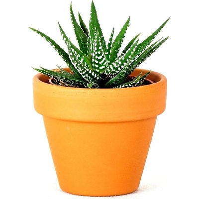 Gardners Haworthia mix, průměr 6 cm Havorcie