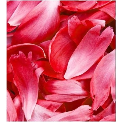 DIMEX ART Флизелинов фототапет червени венчелистчета 225 x 250 см