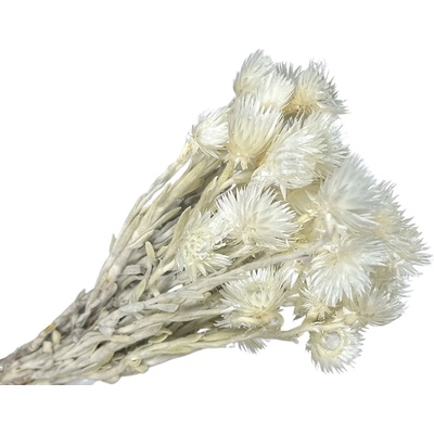 FLOWERIO Sušené kvety slamienky Helichrysum Vestitum 50g - biele