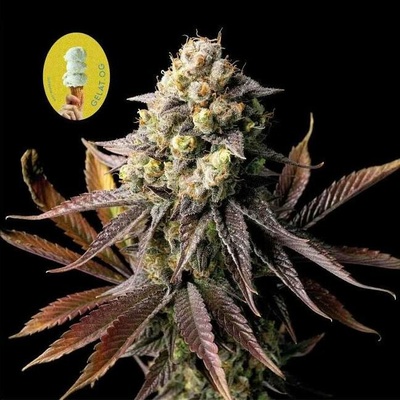 SEEDSMAN Gelat.OG semena neobsahují THC 5 ks