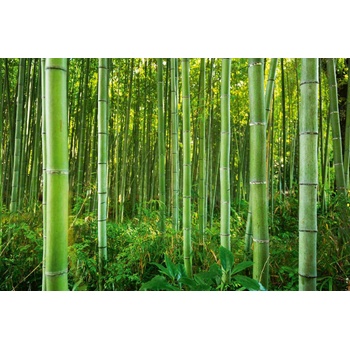 DIMEX ART s. r. o Флизелинов фототапет бамбукова гора 375 x 250 см