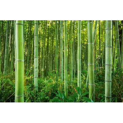 DIMEX ART Флизелинов фототапет бамбукова гора 375 x 250 см