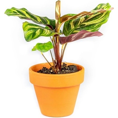 Gardners Calathea makoyana, průměr 6-7 cm Kalatea