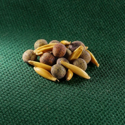 AROS zelené hnojení (peluška + oves)