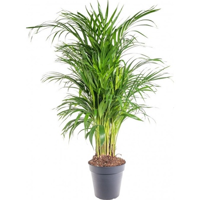 Areka, Areca lutescens, vysoká 100 - 110 cm, průměr květináče 21 cm