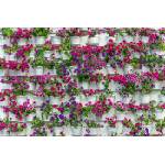 DIMEX ART Флизелинов фототапет цветя в саксия 375 x 250 см