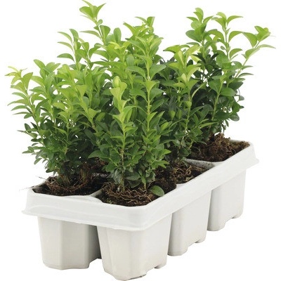 Zimostráz FloraSelf Buxus sempervirens 10-15 cm 6 ks
