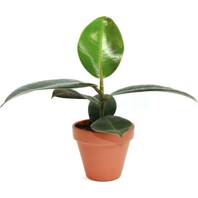 Gardners Ficus elastica Robusta, průměr 8,5 cm Fíkovník pryžodárný, Fíkovník, Gumovník