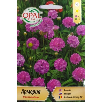 Opal Zi Армерия / Armeria maritima
