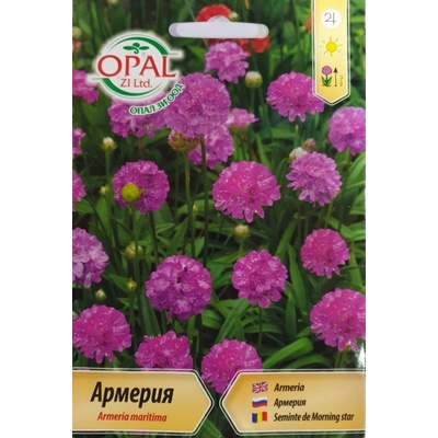 Opal Zi Армерия Armeria maritima