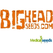 Big Head Seeds Gorilla Cookies semena neobsahují THC 10 ks