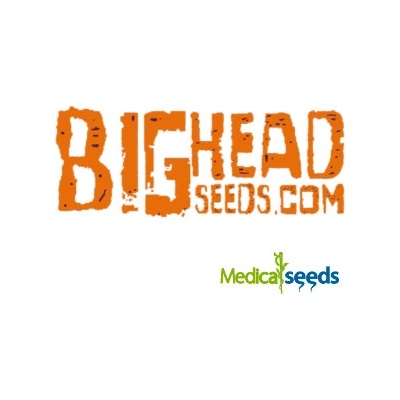 Big Head Seeds Gorilla Cookies semena neobsahují THC 10 ks