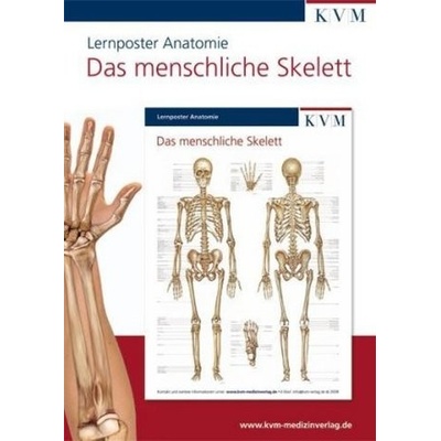 Das menschliche Skelett, 1 Poster