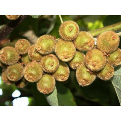 Minikiwi 'Ken's Red'