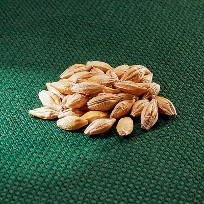 AROS ječmen jarní (velikonoční osení)