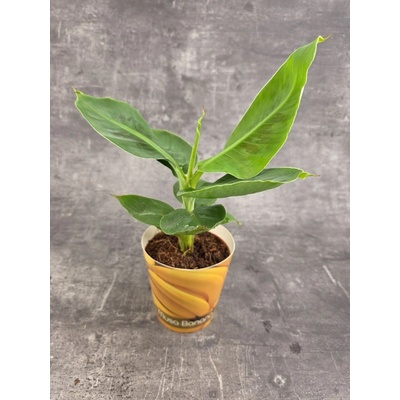 Musa Dwarf Cavendish trpasličí banánovník 12 cm