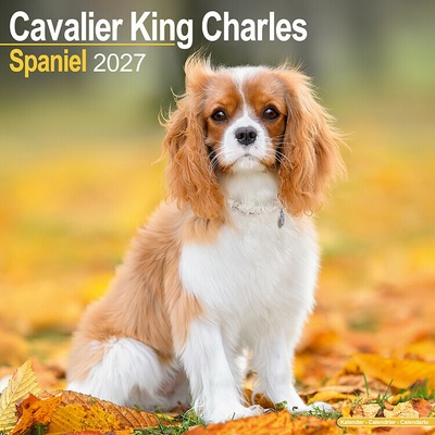 AVONSIDE Kavalier King Charles španiel, 30 x 30 cm 2027