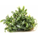 Bucephalandra micrantha Needle Leaf