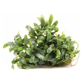 Bucephalandra micrantha Needle Leaf