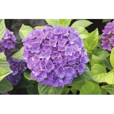 Hortenzia záhradná veľkolistá FloraSelf Hydrangea macrophylla 'Hovaria Hobergine' 30-40 cm kvetináč 4,6 l fialovo červená
