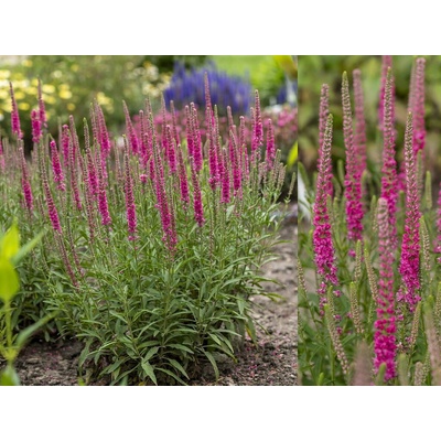 Veronika klasnatá Rotfuchs - Veronica spicata, kont. 0,5 l