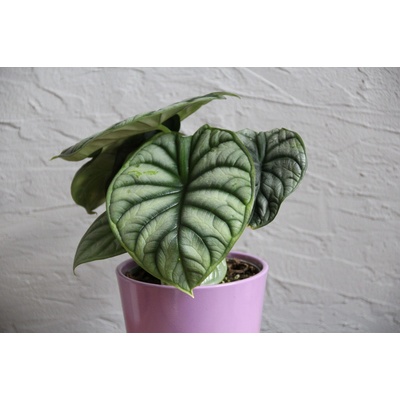 Alocasia Silver Dragon