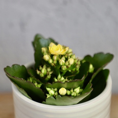 Kalanchoe Grandiva žlté baby