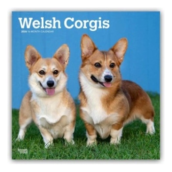 Browntrout Verlags GmbH Welsh Corgis - Welsh Corgi 2026 - 16-Monatskalender