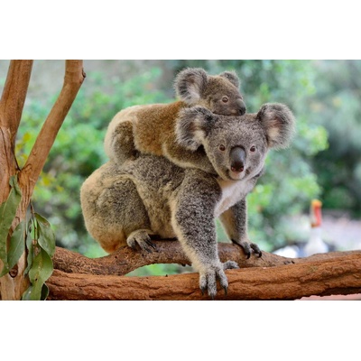 DIMEX ART Флизелинов фототапет коала с малко 375 x 250 см